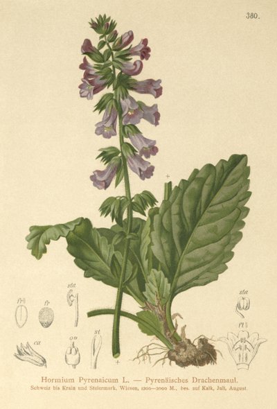 Bocca di drago (Horminum Pyrenaicum) da German School